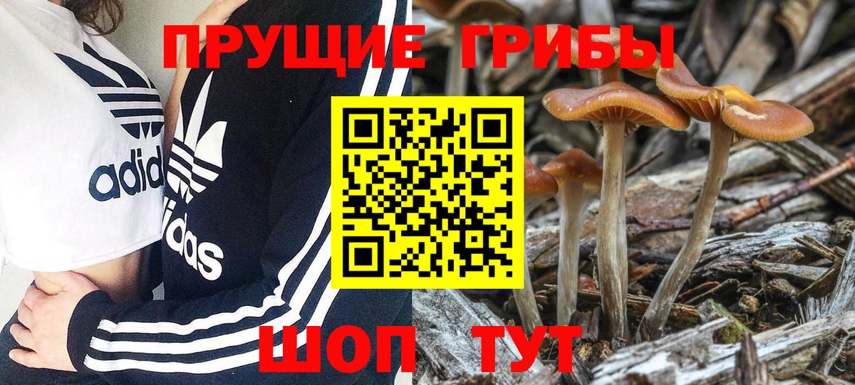 где купить наркоту  Галлюциногенные грибы Magic Shrooms  Псилоцибиновые грибы мицелий  Вход с VPN  Сердобск 